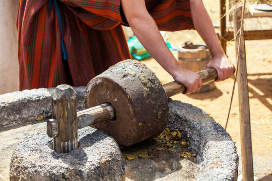 Seeds and green cultivation representing early oil traditions
